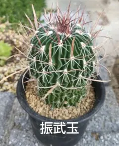 2026年最新】エキノフォスロの人気アイテム - メルカリ