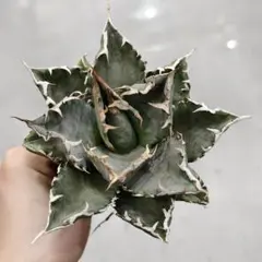 2026年最新】海王 アガベの人気アイテム - メルカリ