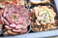 オ*ブ様 エケベリア2品種セット「ミナ&スターマーク」