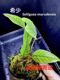初出品！超希少！ミクロソリウム リングイフォルメ Microsorum シダ 