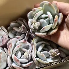 がじゅ様 リクエスト 2点 まとめ商品