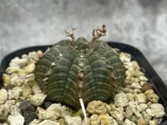 ユーフォルビア スーパーバリダ 実生セット ③ - メルカリ