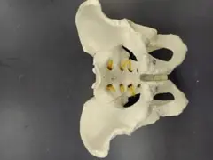 骨盤模型 樹脂製 解剖学 学習用 美術 造形資料 インテリア　ハロウィン
