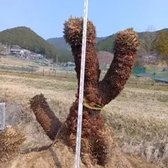 ディクソニア 鉢のままお渡し 引き取り限定 - メルカリ