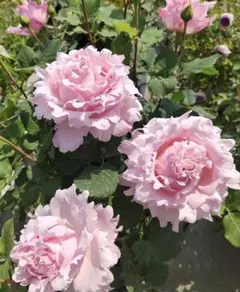 2026年最新】バラ苗 四季咲きの人気アイテム - メルカリ