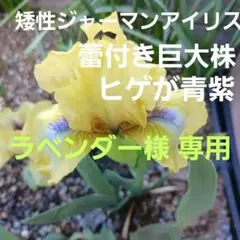 ラベンダー畑様 リクエスト 2点 まとめ商品