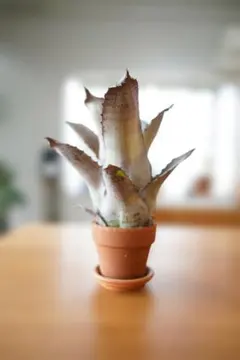 タケノコ蘭 洋ラン 花芽付 クロウェシア Queen クイーン W-14 - メルカリ