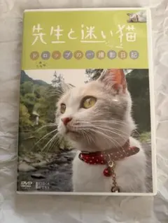 先生と迷い猫 ドロップのゴロン撮影日記 DVD