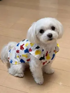 【ハンドメイド】犬服 シャーリングネック 小型犬用 ブラウスのサムネイル