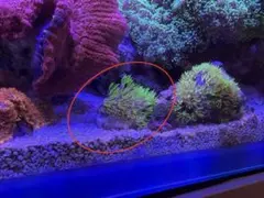 ライト様専用ページ