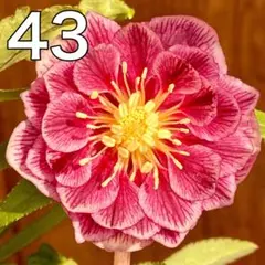 クリスマスローズ10苗セット★キラメキ⭐︎ソレイユ美黒姫八咫烏モーリー超多弁 クリスマスローズ10苗セット☆キラメキ⭐︎ソレイユ美黒姫八咫烏