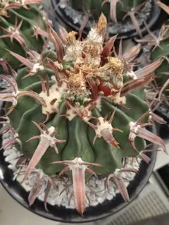 yasu様 リクエスト 3点 まとめ商品