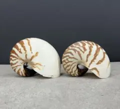 2ハンドメイド 27cmオショロコマ イワナ 魚模型 フィギュア ルアー釣り