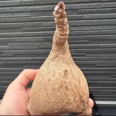 yuua様 リクエスト 2点 まとめ商品