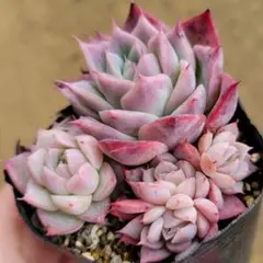 2026年最新】リンゼアナの人気アイテム - メルカリ