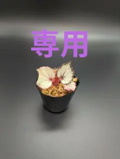 ユッケ様専用　おまとめ2点