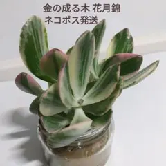 2025年最新】金のなる木 花月錦の人気アイテム - メルカリ