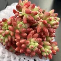 歩夢様 リクエスト 3点 まとめ商品