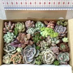 【匿名配送】20　多肉　カット苗　小さいサイズ　詰め合わせ　寄せ植え