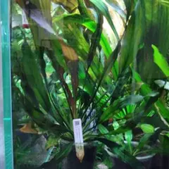 Y*o様 エキノドルス ホレマニー ブラッドレッド Echinodorus horemanii Bloodred(エキノドルス ホレマニー ブラッド