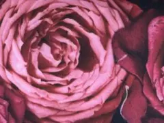 バラ柄カットクロス 7枚セット 約30cm