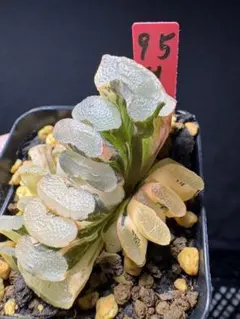 79h 多肉植物 ハオルチア 実生玉扇錦糊斑 自家繁殖 鉢植え発送 - メルカリ