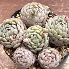 多肉植物【リトルレッドボート】抜き苗