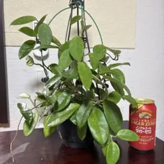 ホヤプビカリクスシルバーピンク【現品・吊り鉢付・タグ付・メルカリ便