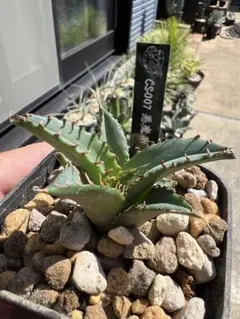 2025年最新】アガベ白悪魔の人気アイテム - メルカリ