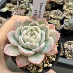 2025年最新】コロラータルーフの人気アイテム - メルカリ