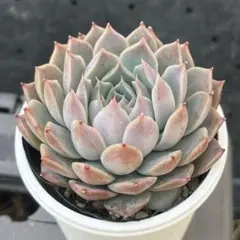 2026年最新】リンゼアナの人気アイテム - メルカリ