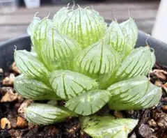 実生オブツーサ錦 超美株 ハオルチア 観葉植物 C6 - メルカリ
