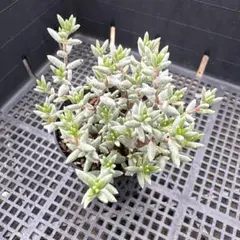 A 多肉植物 クラッスラ デルトイデア タンクアカルー 抜き苗 - メルカリ