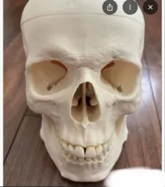 Item thumbnail for item fa296359-08a5-4221-b8d9-cb24121b4534