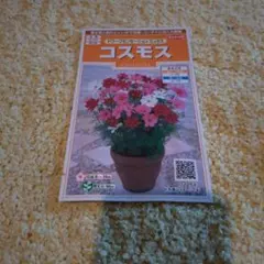 コスモス　ドワーフセンセーション　ミックスのサムネイル