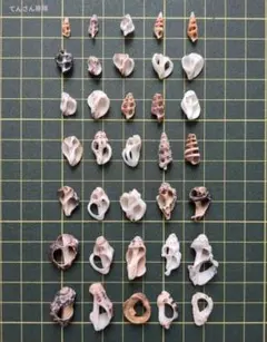 てん様 リクエスト 2点 まとめ商品