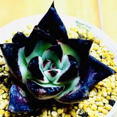 多肉植物 ☘黒檀☘韓国苗育成 抜き苗 c167のサムネイル