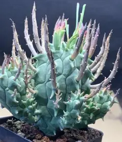 Z69 希少塊根植物ユーフォルビア スコエンランディ闘牛角群生実生大株
