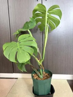 モンステラ デリシオサ コンパクタ 福助フォルム 丸葉 おわん型 - メルカリ