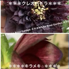 2536 クリスマスローズ発芽苗　クレオパトラ×キラメキ⭐︎ おまけ苗付きのサムネイル