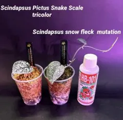 2026年最新】スキンダプサス トリカラーの人気アイテム - メルカリ