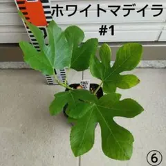 Corynth イチジク 2年生苗木 - メルカリ