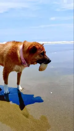房総の菜の花【大晦日♪】。