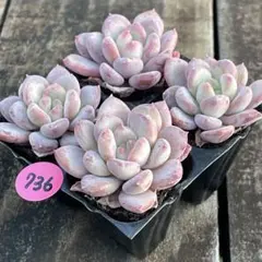 2026年最新】ピグレット多肉植物の人気アイテム - メルカリ