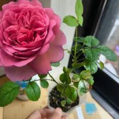人気品種＆憧れの名花＆切花高評価の名品種・四季咲きバラ苗◎ジュ