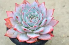 HARUAO様 リクエスト 3点 まとめ商品