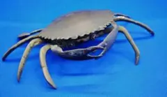 Item thumbnail for item 11f7ab72-6ce0-49a8-aca1-e60fcc149a69