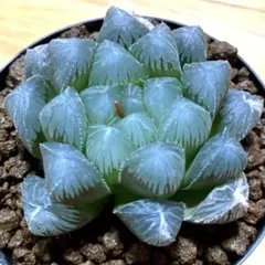 静鼓錦糊斑2枚＋清万象錦1枚 葉挿し用セット ハオルチア 多肉植物