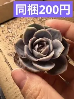 momotochato様 リクエスト 9点 まとめ商品