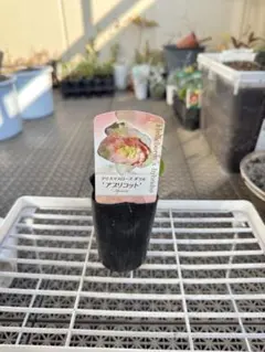 イザベル様 リクエスト 2点 まとめ商品